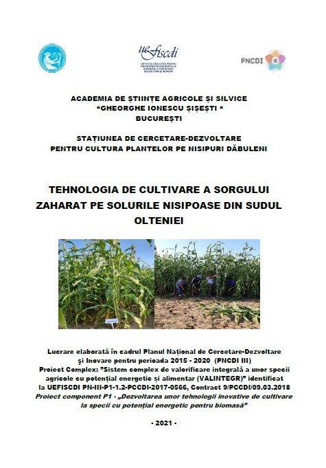 Tehnologia de cultivare  a sorgului zaharat pe solurile nisipoase din sudul Olteniei